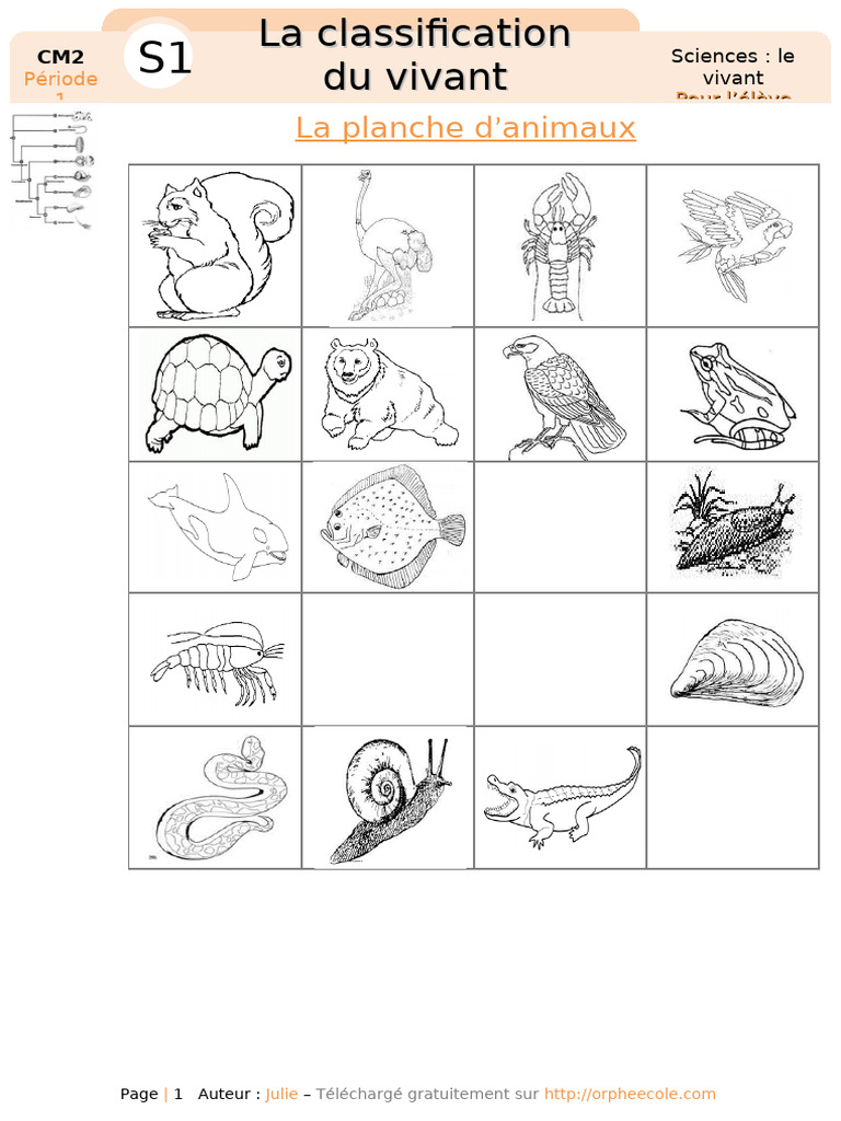 Classification des êtres vivants CM2 | PDF | Reptile | Zoologie