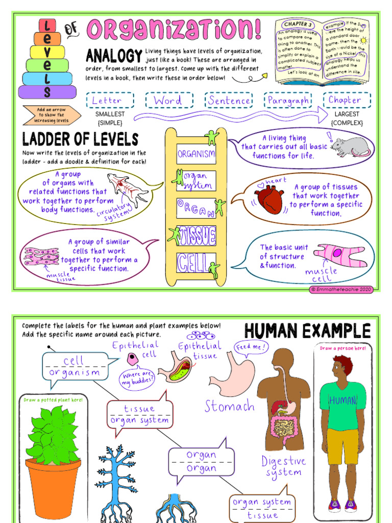 06+Levels+of+organization+-+Completed+example | PDF | Biology