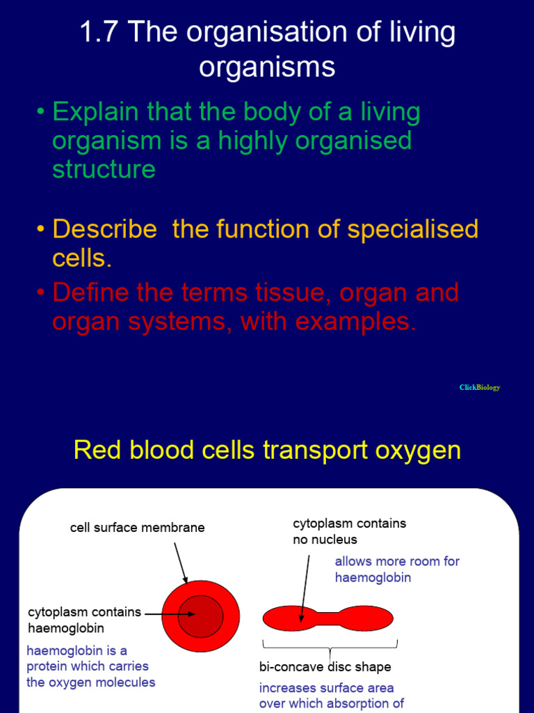 1.7 The Organisation of Living Organisims | PDF | Tissue (Biology ...