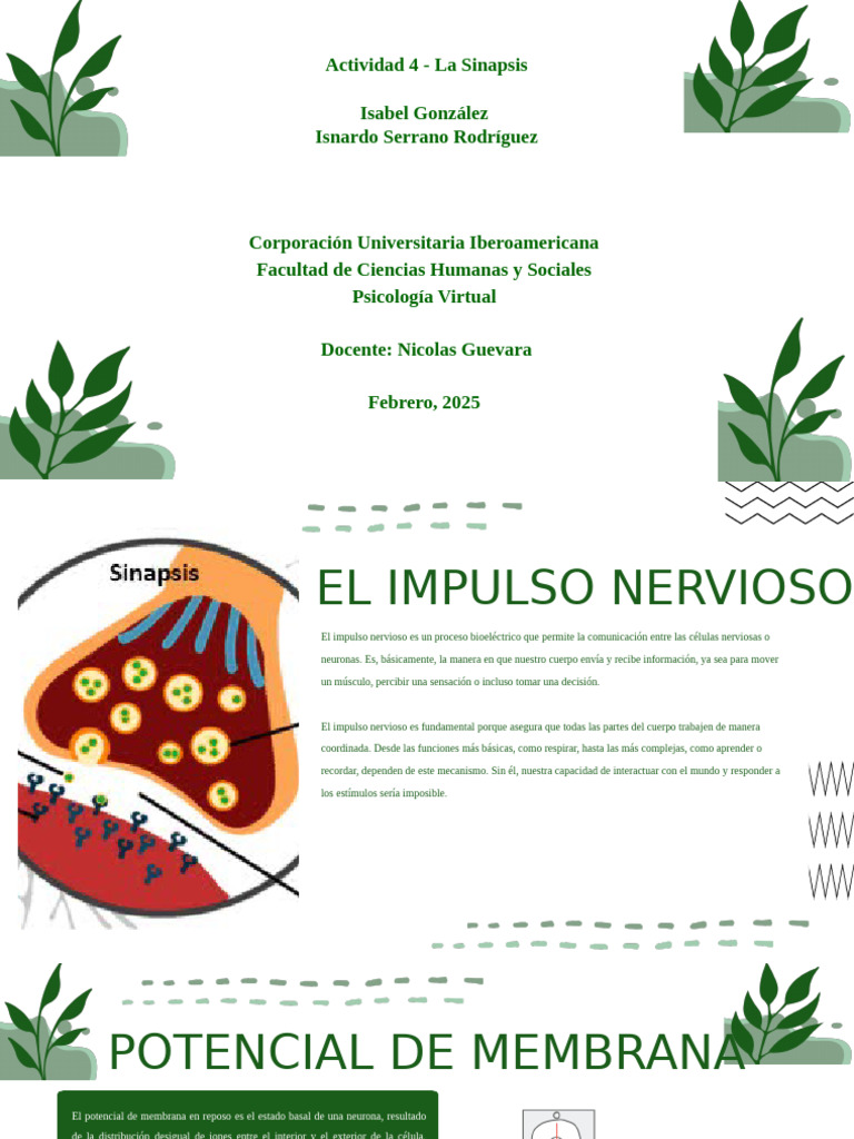 SINAPSIS | PDF | Potencial de acción | Neurona