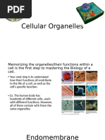 Cell Rap Lyrics Pdf Cell Biology Cytoplasm