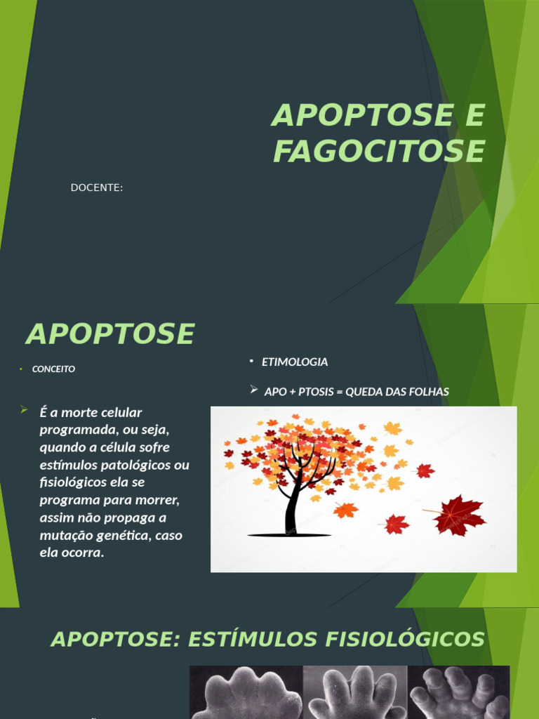 Apoptose e Fagocitose: Morte Celular | PDF | Apoptose | Célula (Biologia)