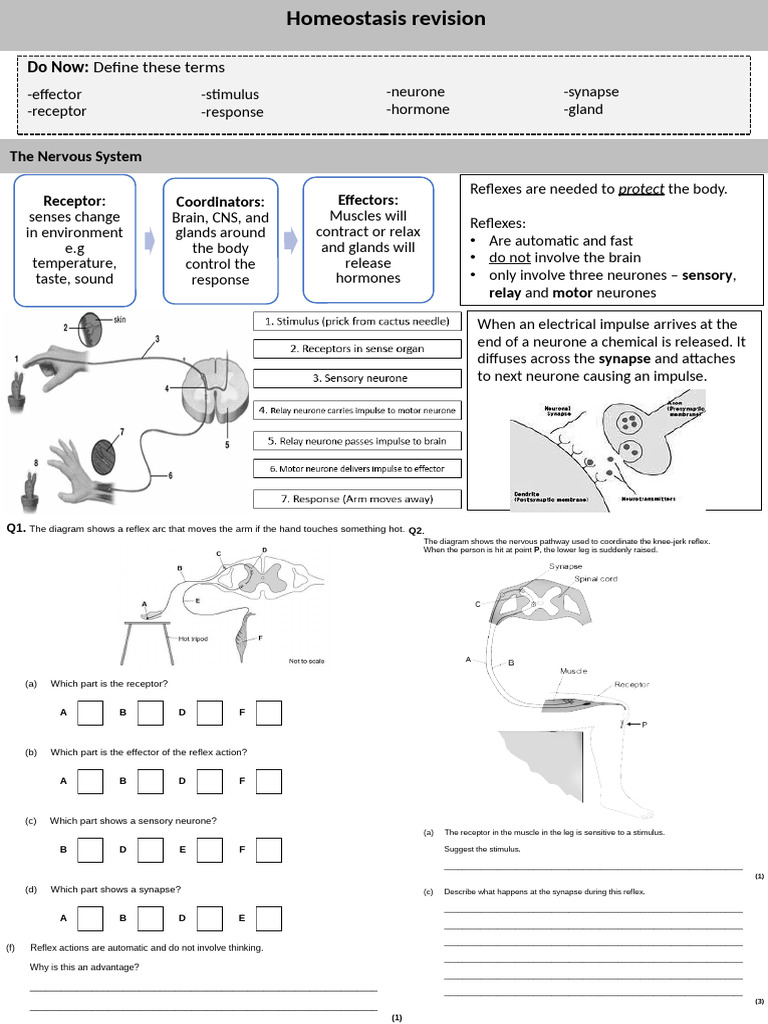 Homeostasis and Nervous System Overview | PDF | Dominance (Genetics ...