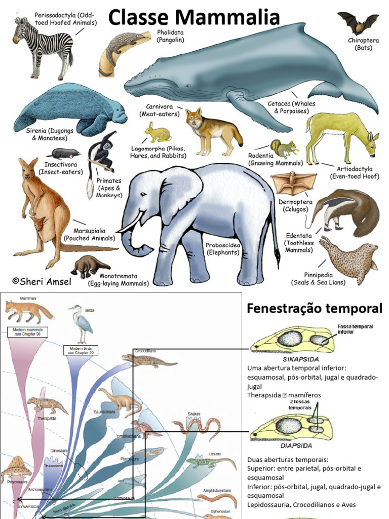 Evolução e Morfologia dos Mamíferos | PDF | Mamíferos | Pele