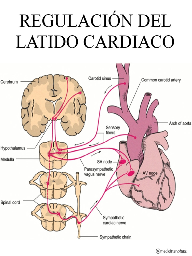 Regulación Del Latido Cardiaco | PDF | Corazón | Nervio vago