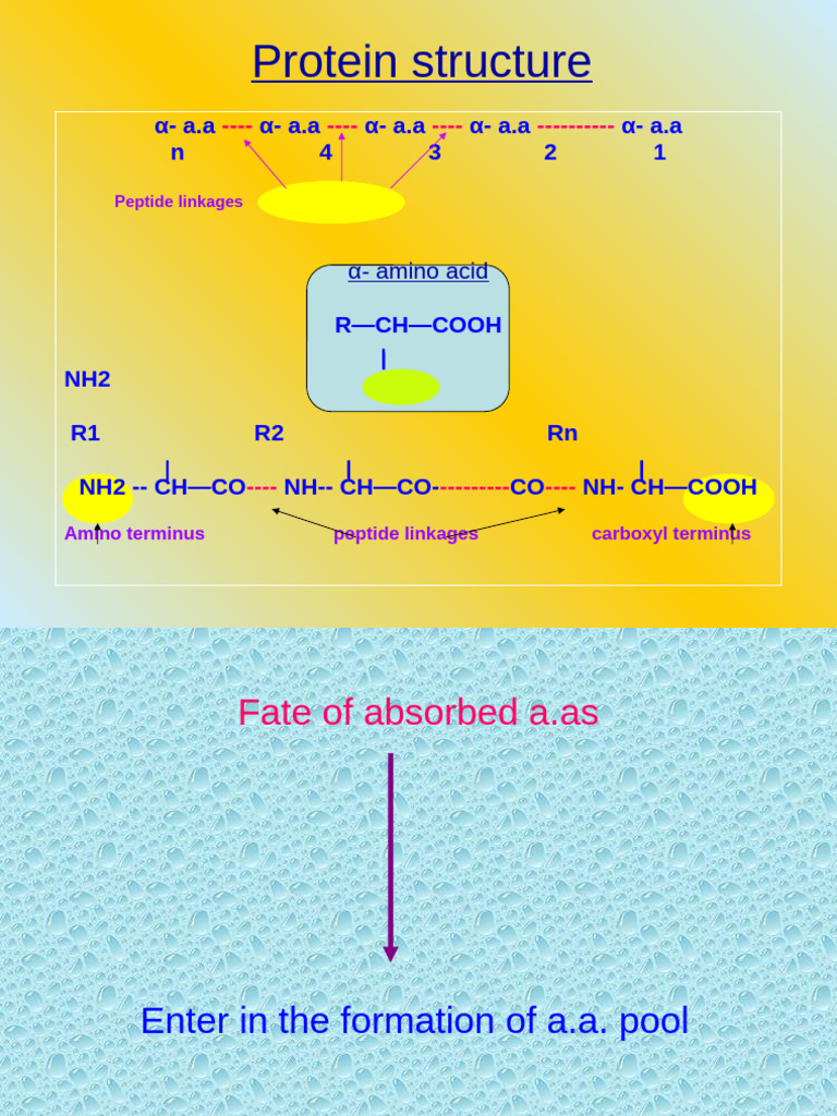 Understanding Protein Structure and Deamination | PDF | Transaminase ...