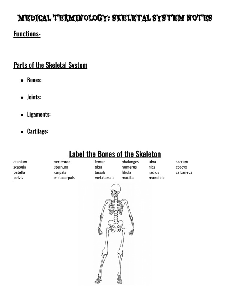 Skeletal Notes - Docxasdasdasd | PDF | Bone | Skeleton