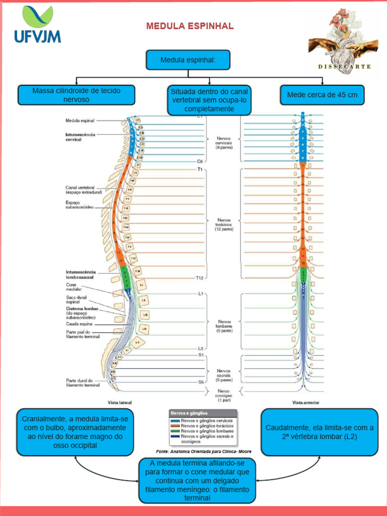 Dissecartewp Contentuploads202101mapa Mental Medula Espinhal PDF | PDF ...