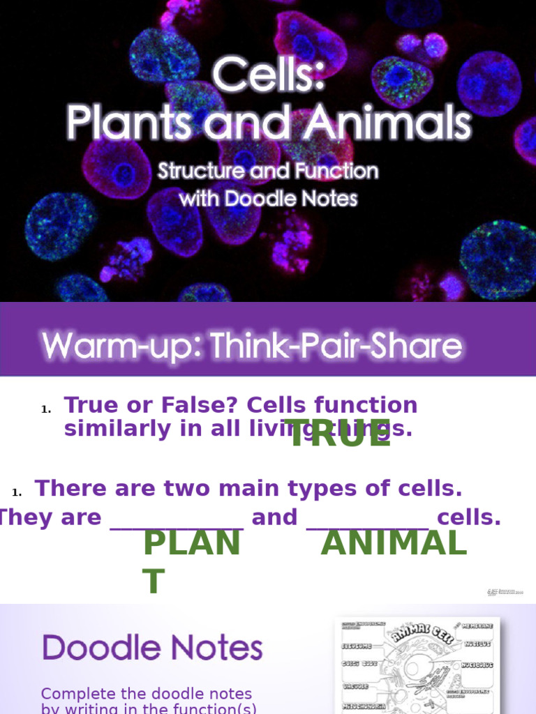 Cell Doodle Notes Slideshow 2025 Student | PDF | Cell (Biology ...