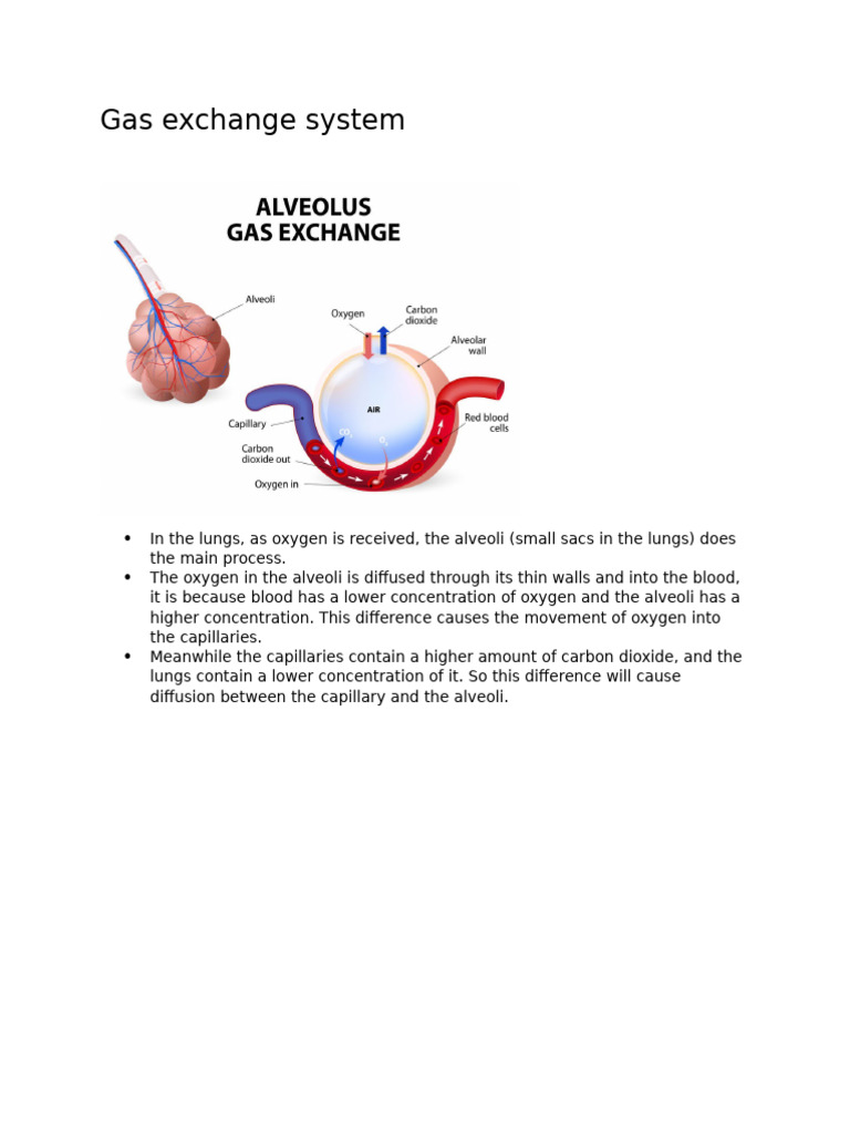 Understanding Gas Exchange in Lungs | PDF