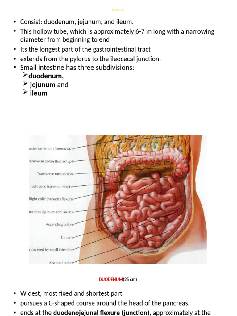 4Small Intestine | PDF | Small Intestine | Gastroenterology
