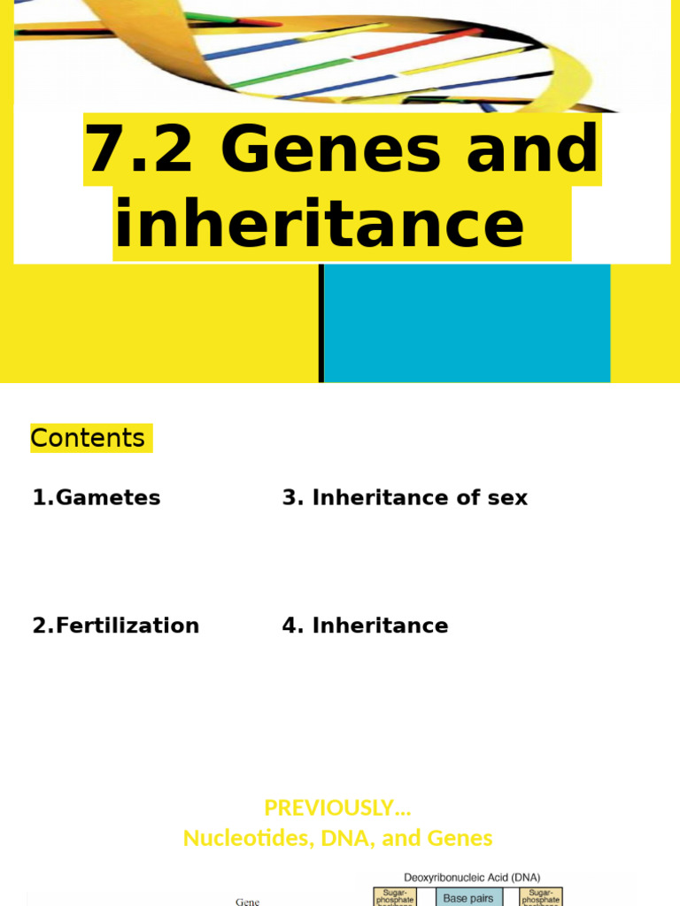 Genes and Inheritance Explained | PDF | Sex | Fertilisation
