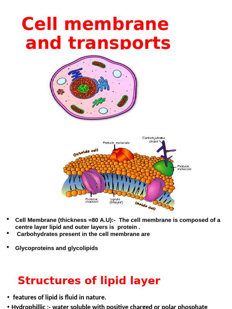 Cell Membrane and Transport System | PDF | Cell Membrane | Membrane ...