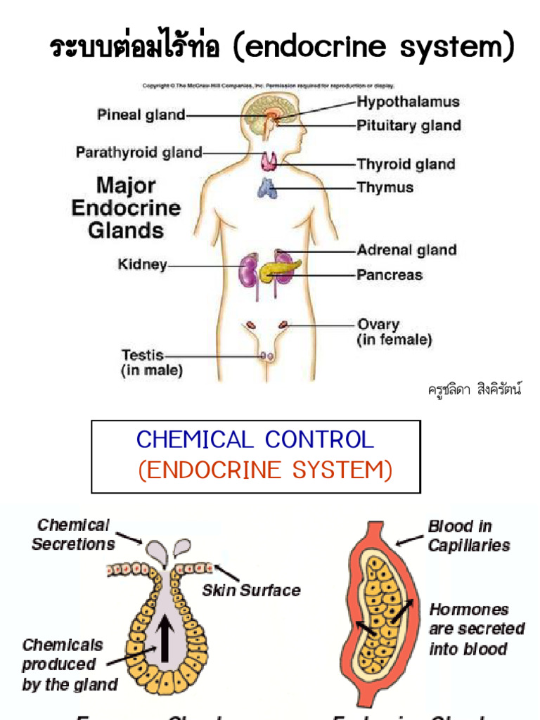 7 Endocrine System | PDF