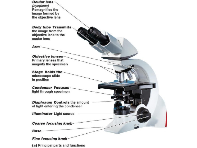 Microscope | PDF