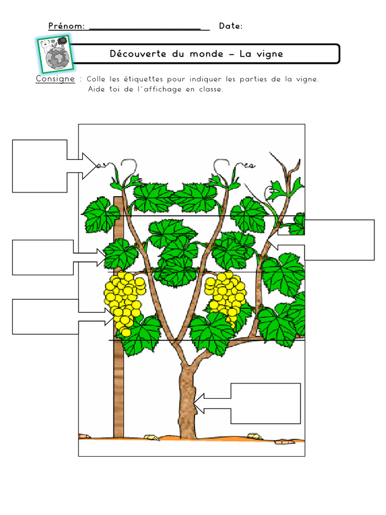 Étiquetage des parties de la vigne | PDF