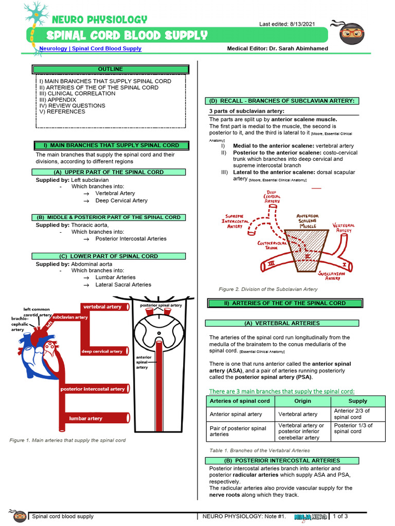 Spinal Cord Blood Supply Atf | PDF | Spinal Cord | Vertebral Column