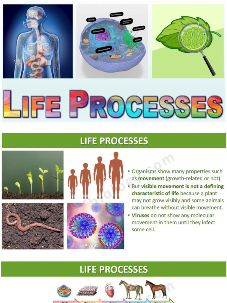 X Bio Life Processes | PDF
