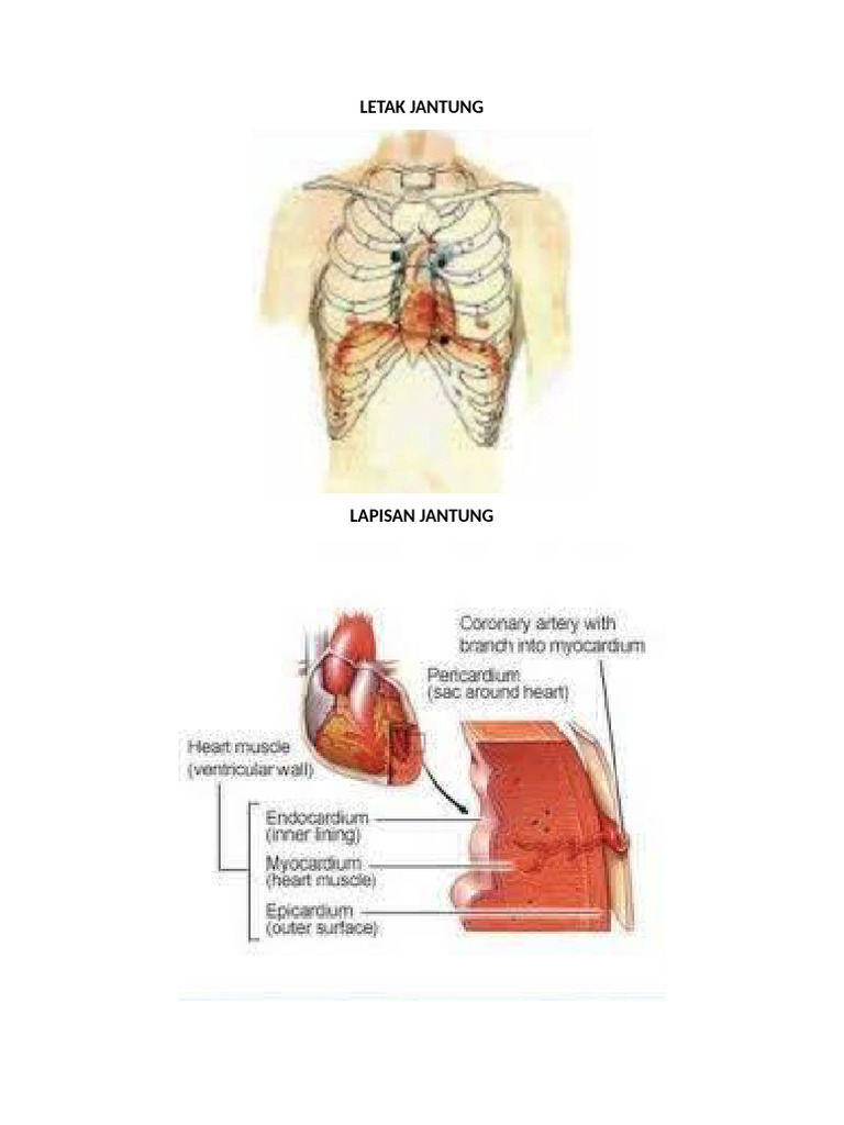 LETAK JANTUNG | PDF