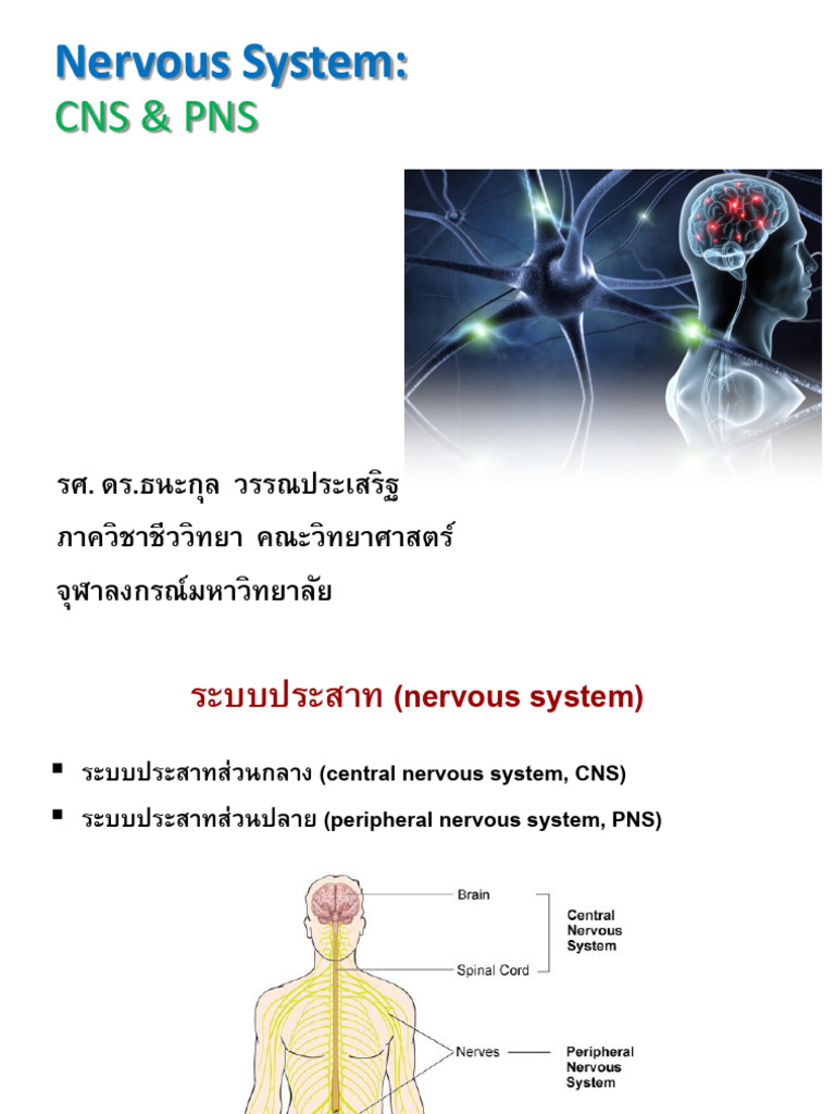 Nervous System 1 | PDF