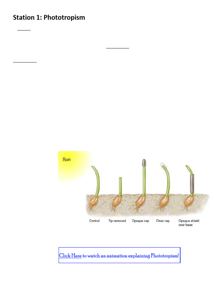 Plant+Systems+ +Explain+I+ +stations+1 6 | PDF | Auxin | Plant Hormone