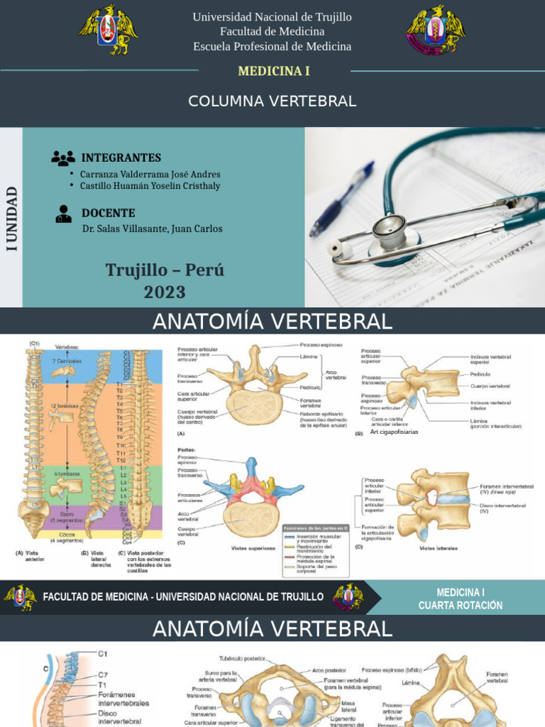 Columna Vertebral | PDF | La columna vertebral | Sistema esquelético