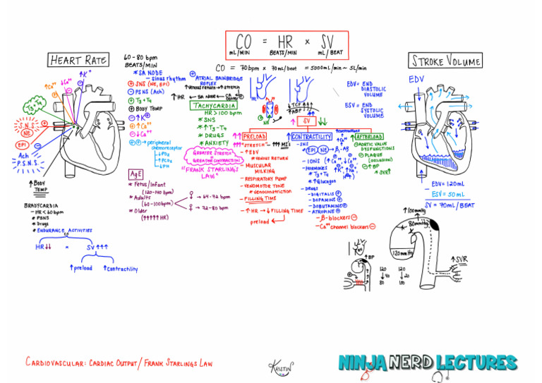Cardiac Output | PDF