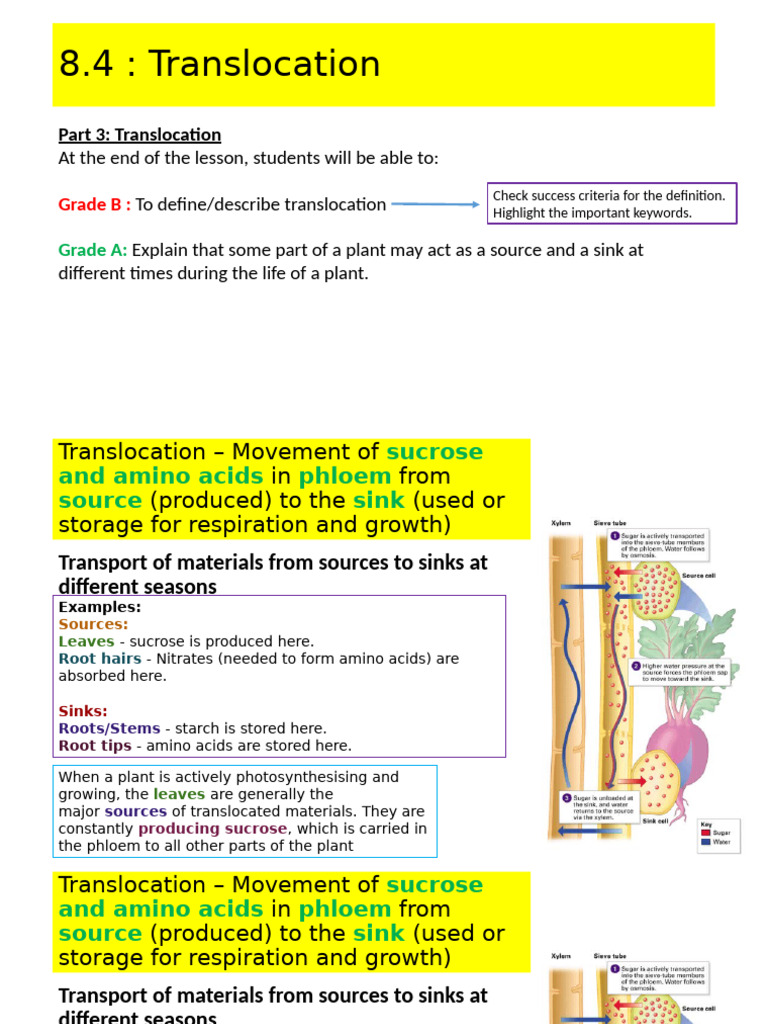 Understanding Plant Translocation Process | PDF | Plant Stem | Organisms