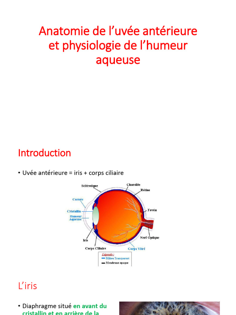 Anatomie de l'uvée antérieure et humeur aqueuse | PDF | Sens ...