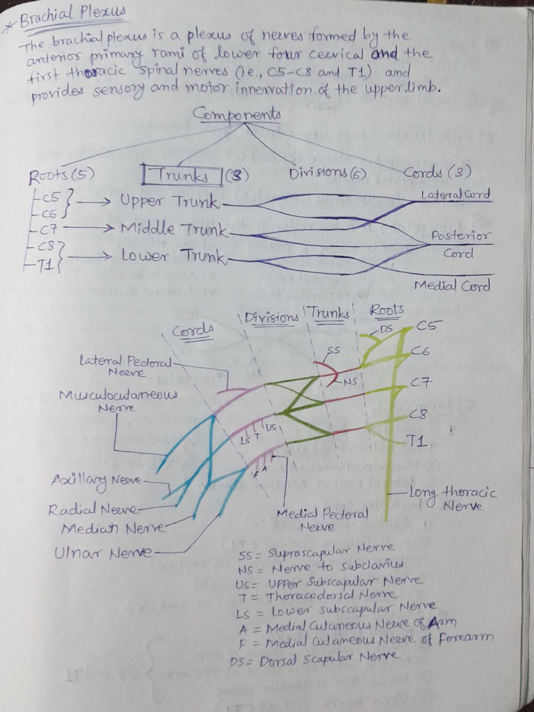brachial-plexus-notes-pdf