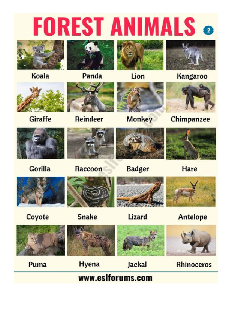 Animals | PDF