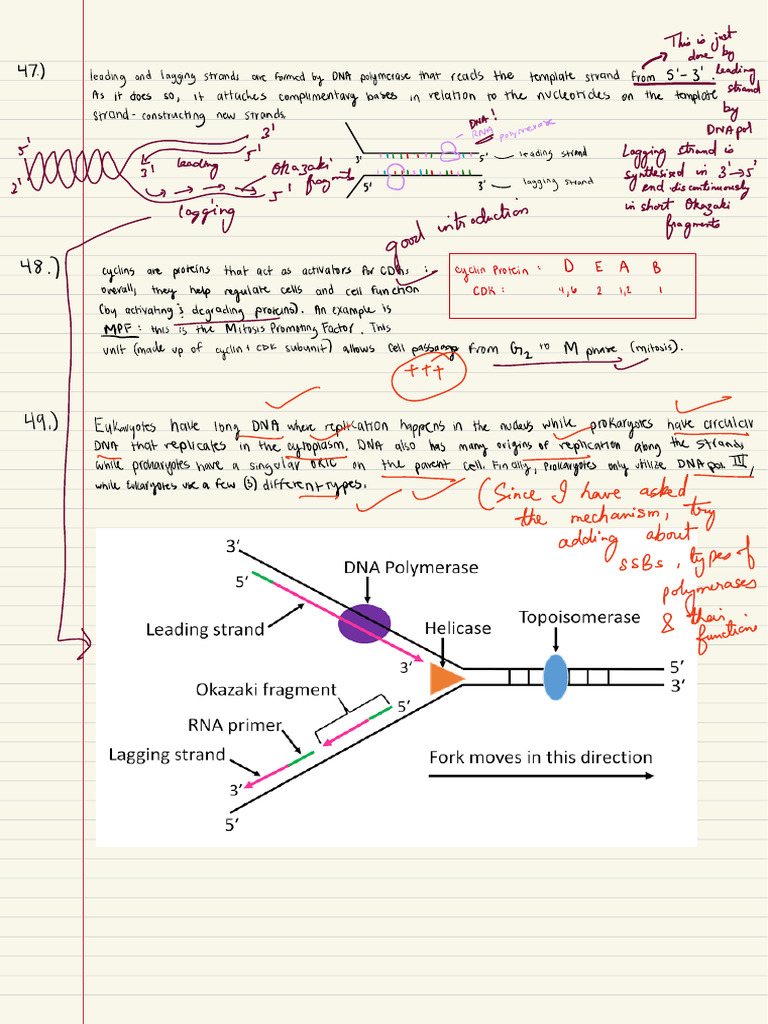 Test 2 - Cell Cycle+ Replication 2 | PDF | Dna Replication | Cell Cycle