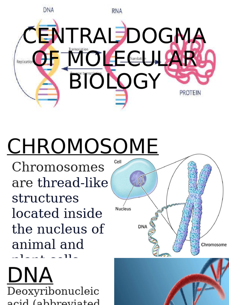 Central Dogma of Molecular Biology | PDF | Dna Replication | Dna