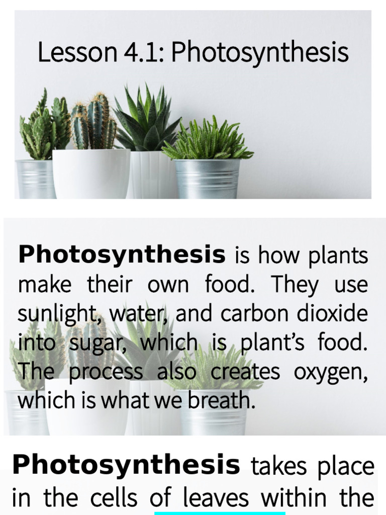 Understanding Photosynthesis Process | PDF | Leaf | Photosynthesis