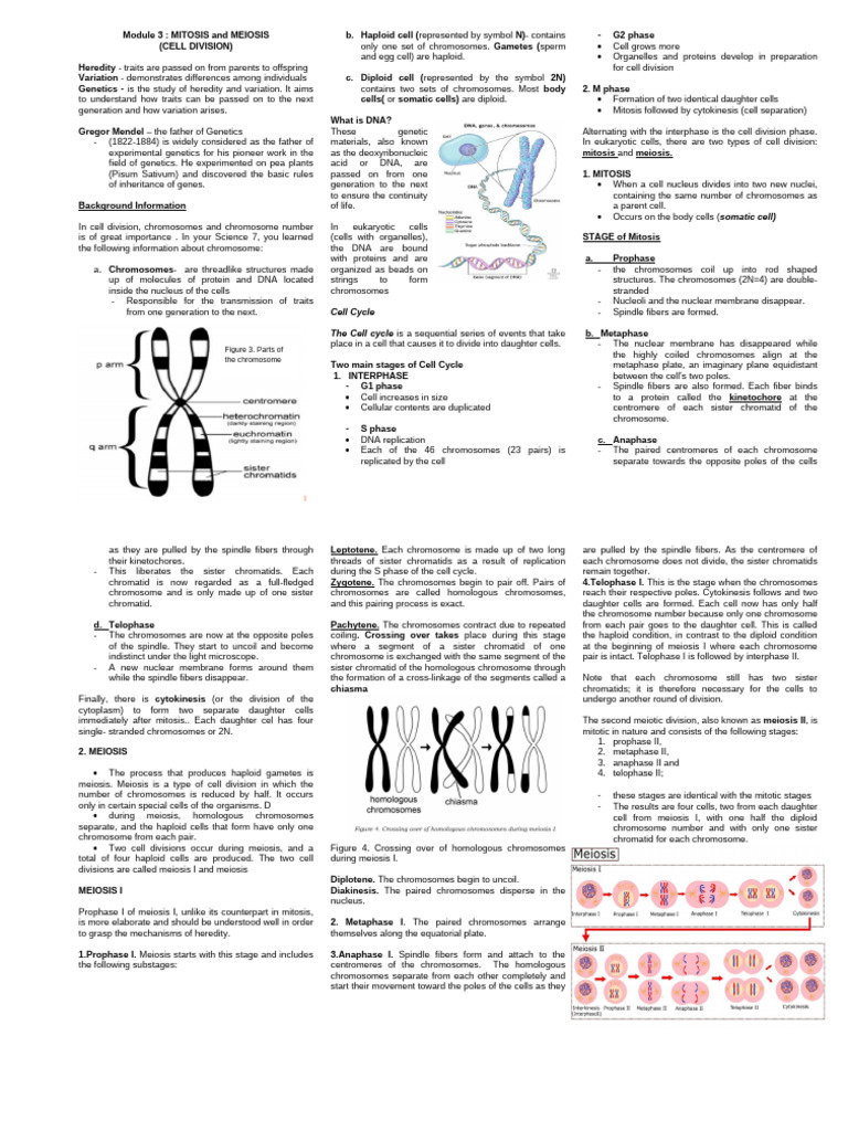 Mitosis and Meiosis: Cell Division Explained | PDF | Meiosis | Mitosis