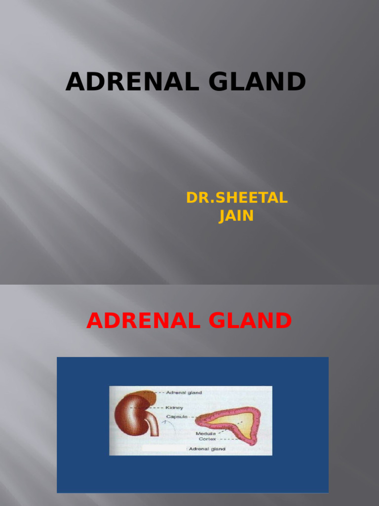 Adrenal Gland Overview | PDF