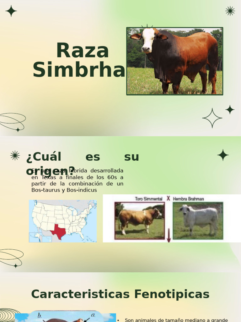 Características y Origen de la Raza Simbrah | PDF | Carne | Ganado