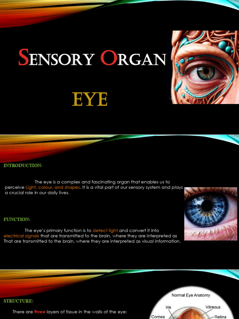 Anatomy and Function of the Eye | PDF | Eye | Cornea