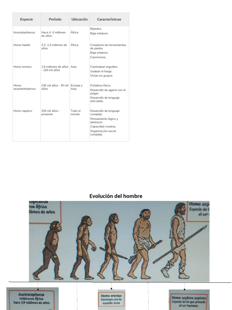 Etapas de la evolución humana | PDF