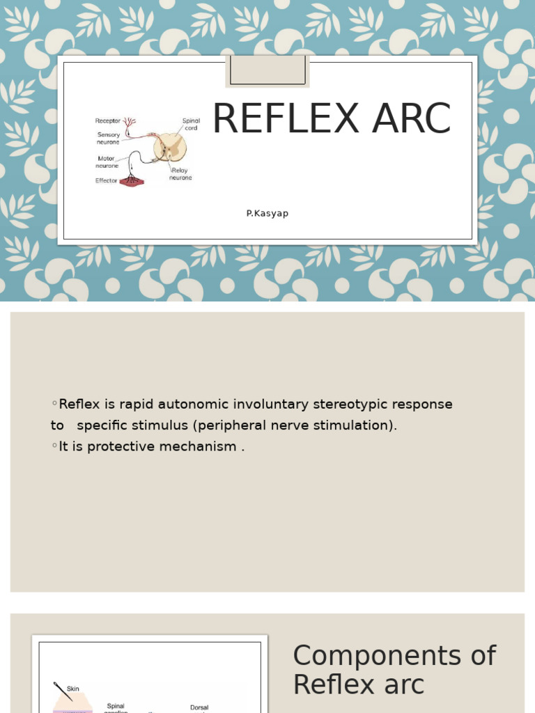 Understanding the Reflex Arc Components | PDF
