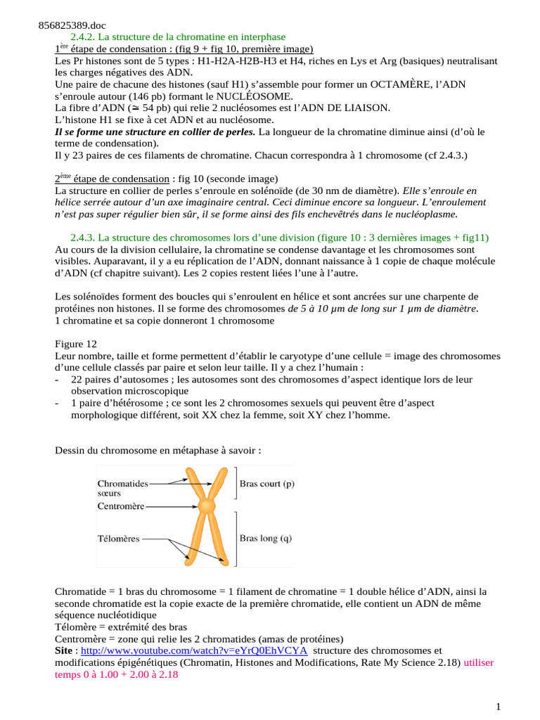 Structure de la chromatine et des chromosomes | PDF | Chromosome ...
