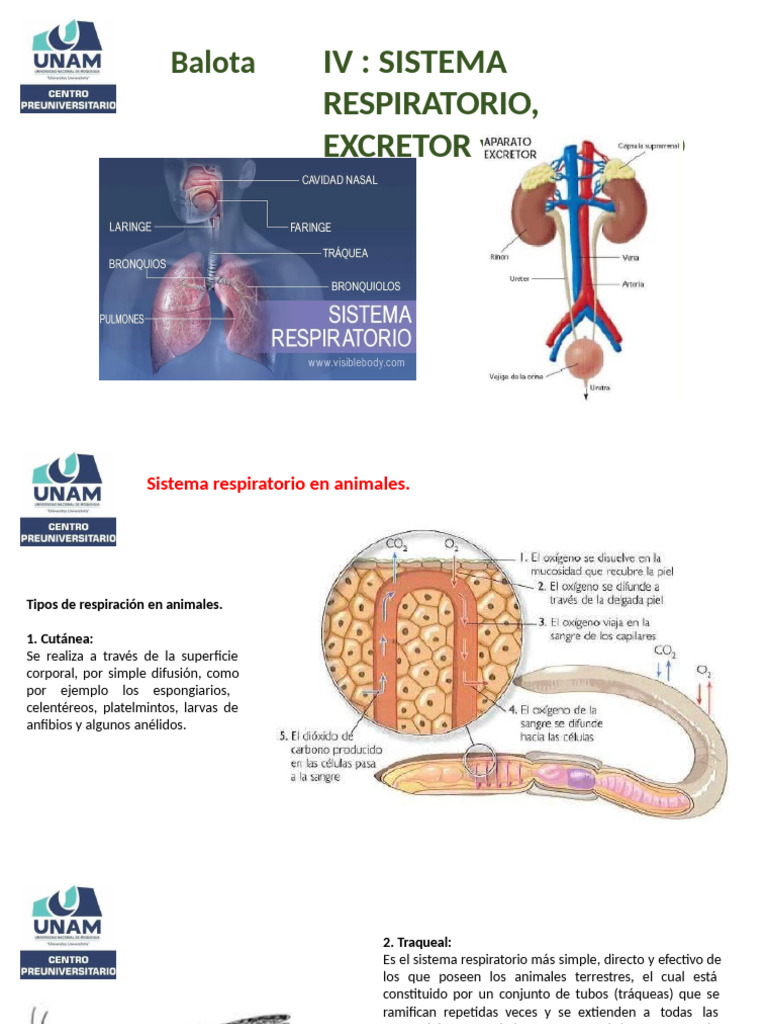 SEMANA 4 Sistema Respiratorio, Excretor y Endocrino | PDF | Riñón | Pulmón