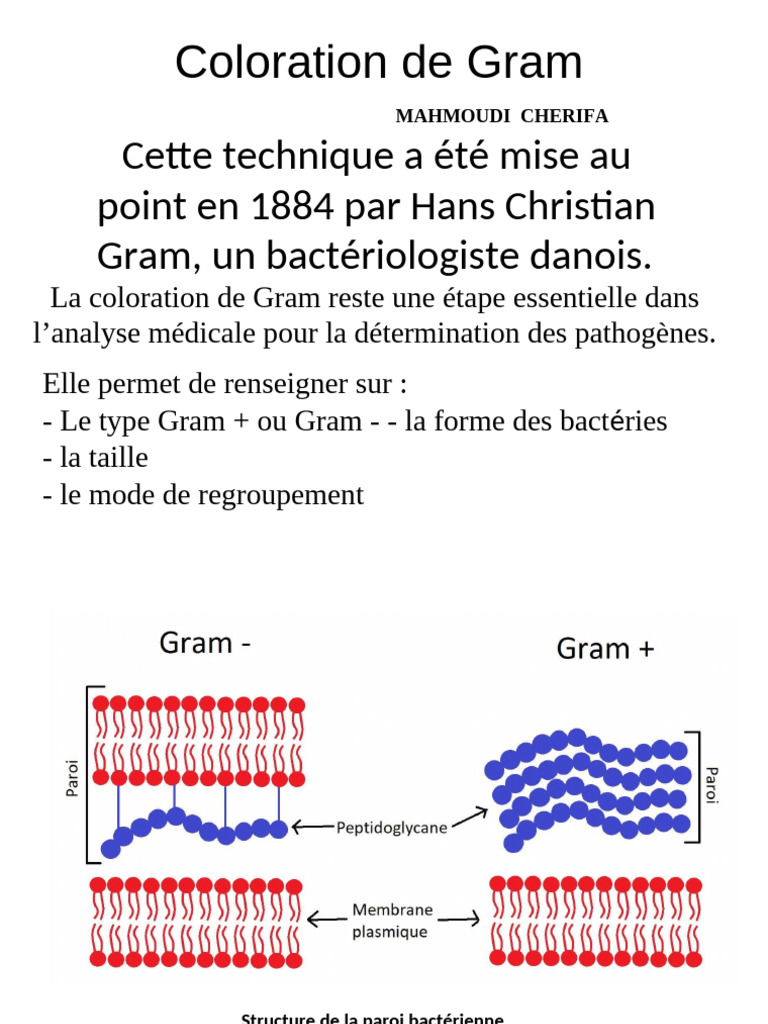 Protocole de Coloration de Gram | PDF