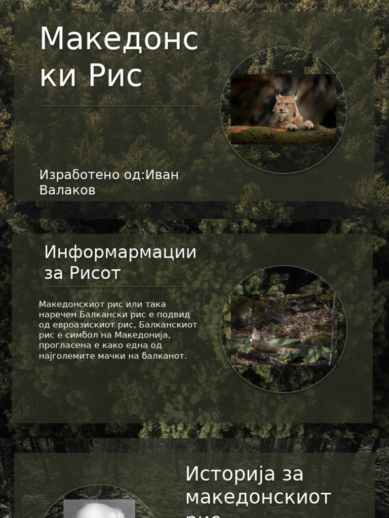 македонски рис | PDF