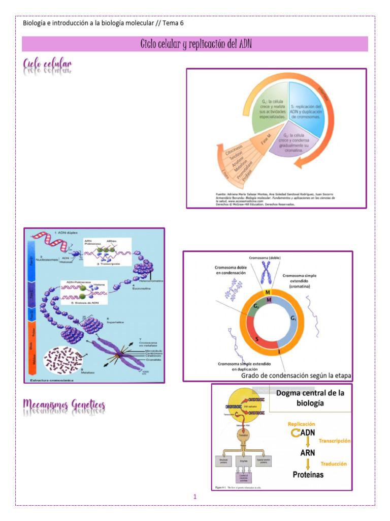 Ciclo Celular y Replicación del ADN | PDF | Replicación De Adn | Adn