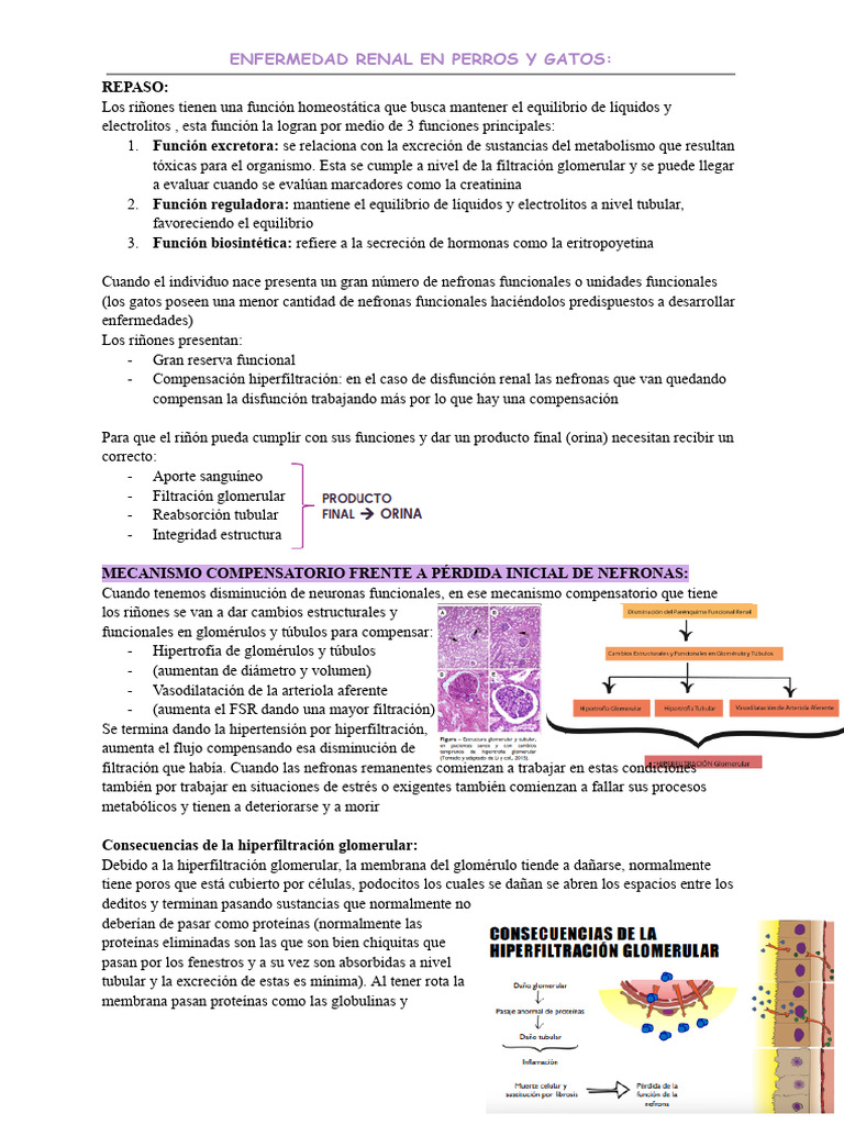Enfermedad renal en perros y gatos | PDF | Riñón | Sistema urinario