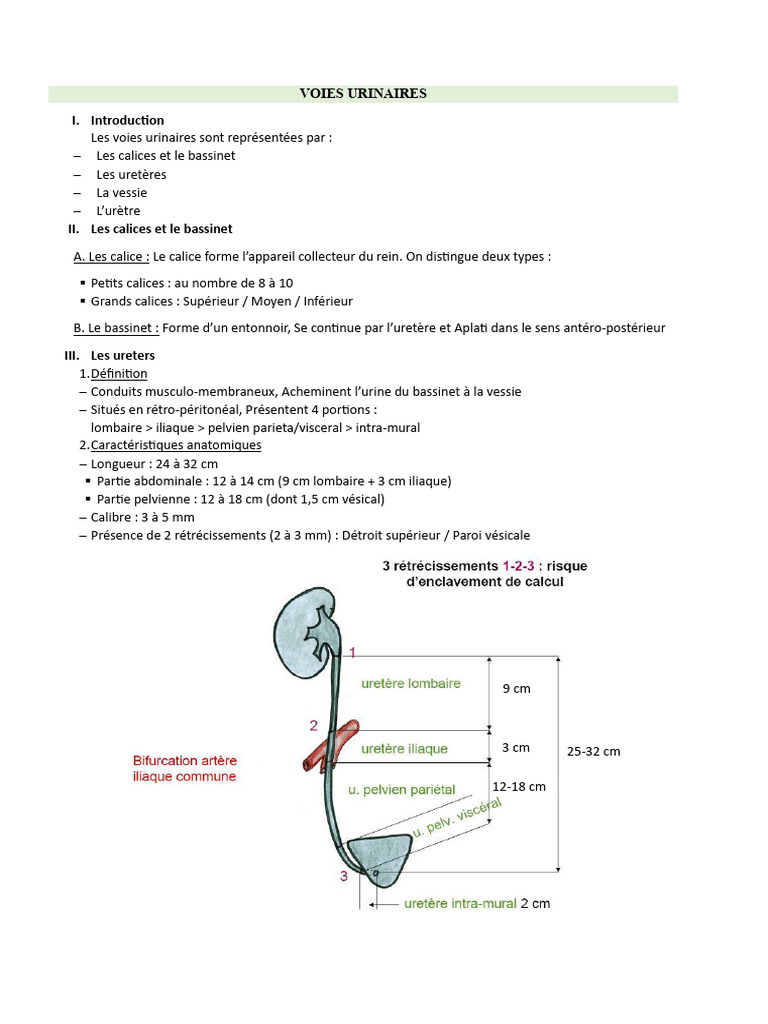 Anatomie de l'urètre féminin | PDF | Appareil urinaire | Utérus