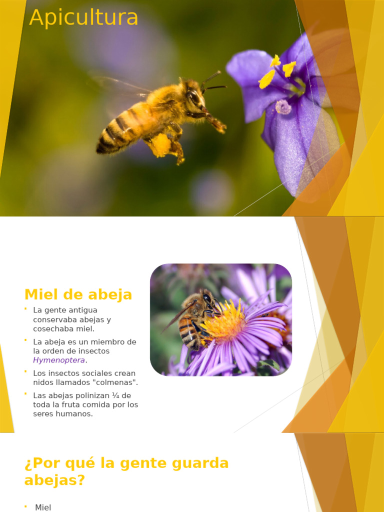 Guía Completa sobre Apicultura y Miel | PDF