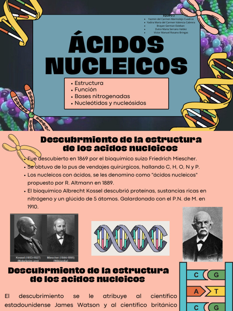 Estructura y Función de Ácidos Nucleicos | PDF | Adn | Rna