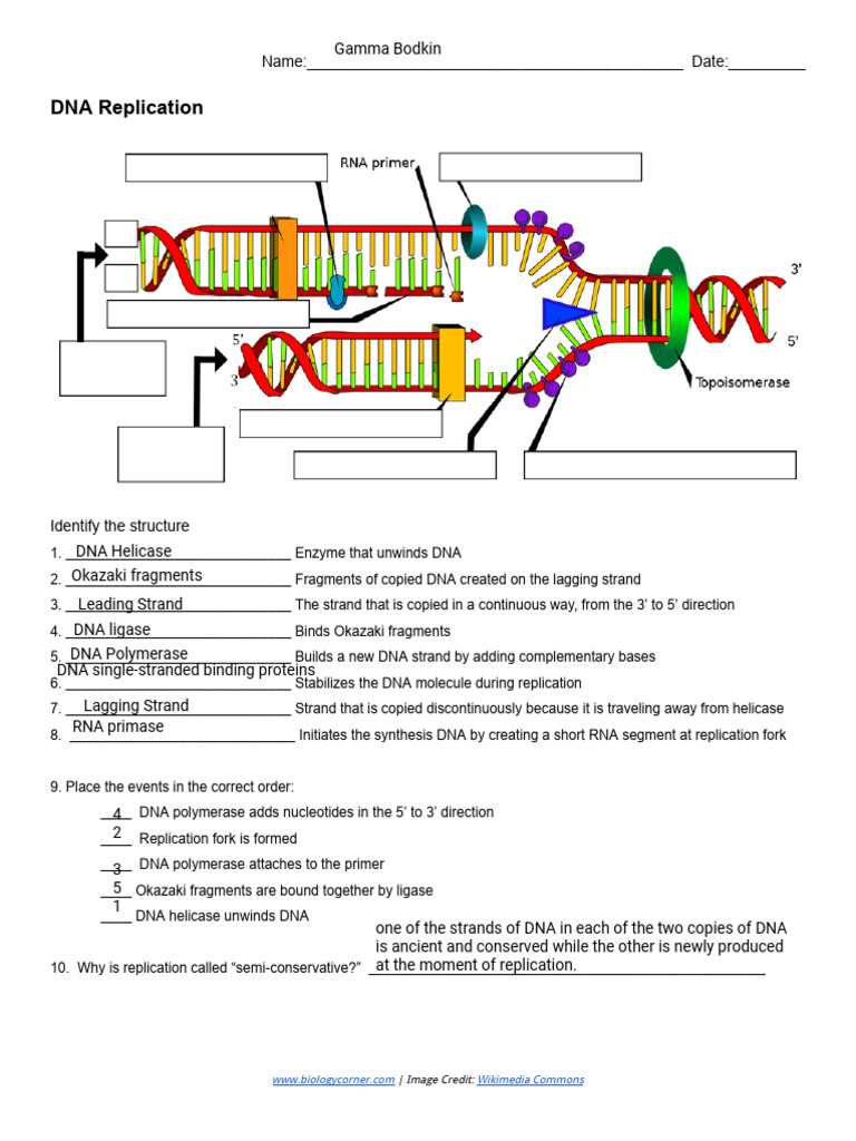 DNA Replication Labeling Worksheet | PDF | Dna Replication | Dna